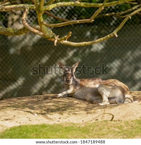 Red kangaroo relaxing under a tree in the shade .