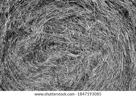 Haystack close-up. The texture of the cut dried grass. Black and white structural background.