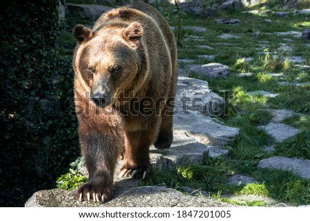 Close up picture of a ferocious grizzly bear approaching the camera