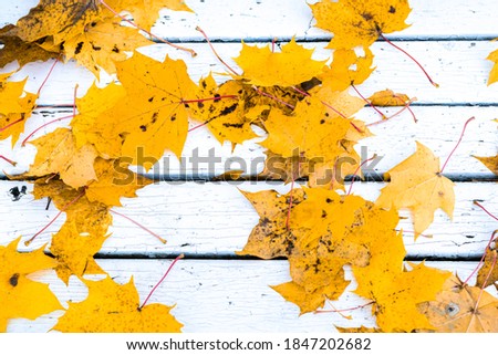 Maple, yellow leaves on a wooden background. Autumn concept.