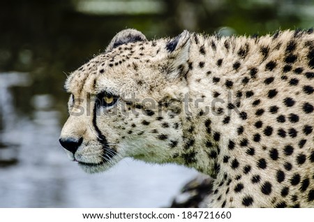 Cheetah cloe sup, by profile