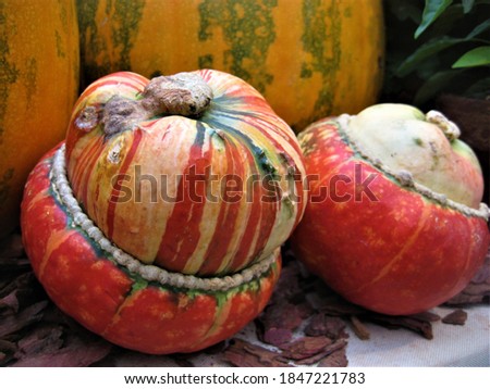 macro photo with a decorative background of variegated fruits of the herbaceous pumpkin plant for design as a source for prints, posters, decor, interiors, Wallpaper, calendars
