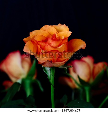 Single rose portrait with black background