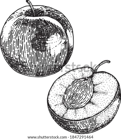 Crosshatched, handrawn plums, one whole, one cut in half. Black lineart with white background.  Royalty-Free Stock Photo #1847291464