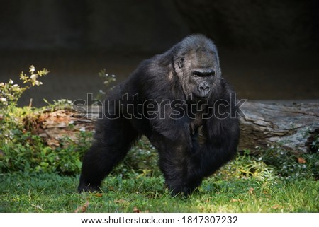 Humanized Gorilla watching on all fours in nature
