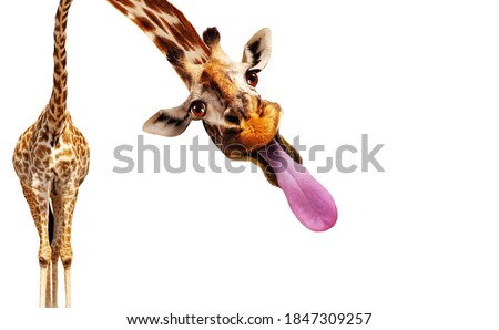 Funny photo of giraffe stick out longue tongue isolated on white Royalty-Free Stock Photo #1847309257