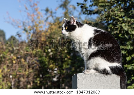 Beautiful adult young black and white cat with big yellow eyes sits on the gray concrete block on the green background in a yard in summer
