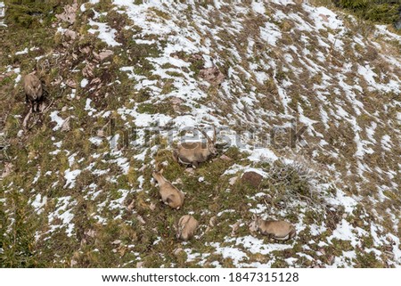 herd of Ibex in first snow in Chablais Valaisan Royalty-Free Stock Photo #1847315128