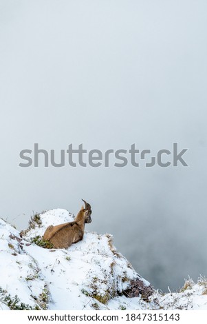 young ibex at a steep ridge in snow in  Chablais Valaisan Royalty-Free Stock Photo #1847315143