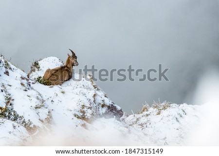 young ibex at a steep ridge in snow in  Chablais Valaisan Royalty-Free Stock Photo #1847315149