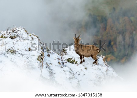 young ibex at a steep ridge in Chablais Valaisan Royalty-Free Stock Photo #1847315158