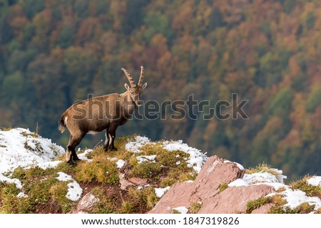 beautiful male ibex overlooking autumn forest in Chablais Valaisan Royalty-Free Stock Photo #1847319826