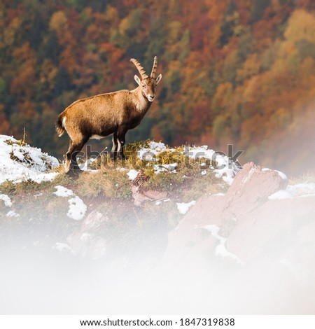beautiful male ibex overlooking autumn forest in Chablais Valaisan Royalty-Free Stock Photo #1847319838