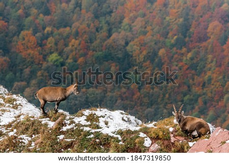 beautiful ibex overlooking autumn forest in Chablais Valaisan Royalty-Free Stock Photo #1847319850
