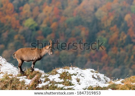 beautiful ibex overlooking autumn forest in Chablais Valaisan Royalty-Free Stock Photo #1847319853