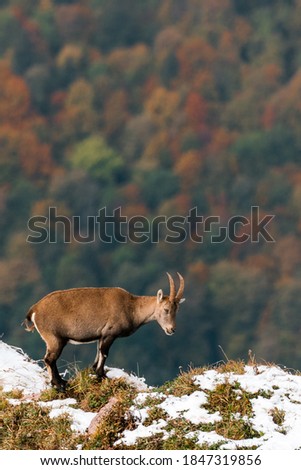 beautiful ibex overlooking autumn forest in Chablais Valaisan Royalty-Free Stock Photo #1847319856