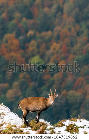 beautiful ibex overlooking autumn forest in Chablais Valaisan Royalty-Free Stock Photo #1847319862