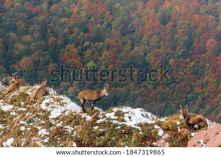beautiful ibex overlooking autumn forest in Chablais Valaisan Royalty-Free Stock Photo #1847319865