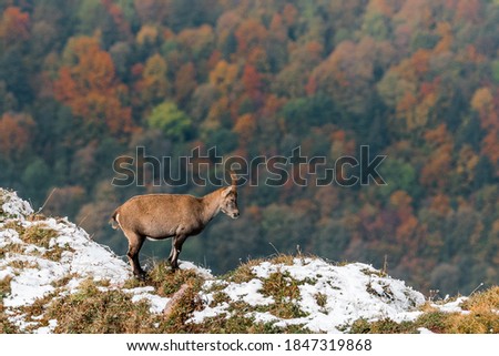 beautiful ibex overlooking autumn forest in Chablais Valaisan Royalty-Free Stock Photo #1847319868