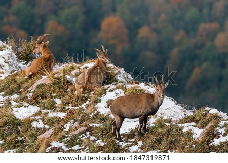tree Ibex in first snow in Chablais Valaisan Royalty-Free Stock Photo #1847319871