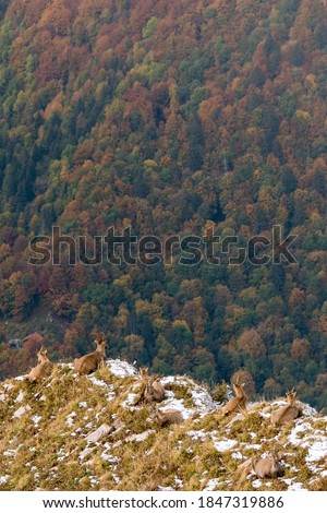 herd of Ibex overlooking autumn forest in Chablais Valaisan Royalty-Free Stock Photo #1847319886