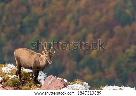 beautiful ibex overlooking autumn forest in Chablais Valaisan Royalty-Free Stock Photo #1847319889