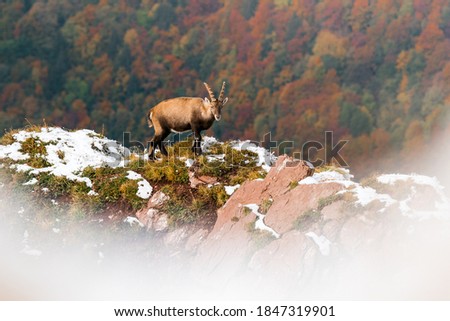 beautiful male ibex overlooking autumn forest in Chablais Valaisan Royalty-Free Stock Photo #1847319901