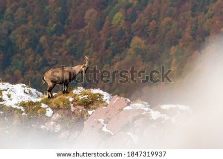 beautiful male ibex overlooking autumn forest in Chablais Valaisan Royalty-Free Stock Photo #1847319937