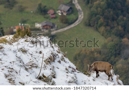 young ibex at a steep ridge in Chablais Valaisan Royalty-Free Stock Photo #1847320714