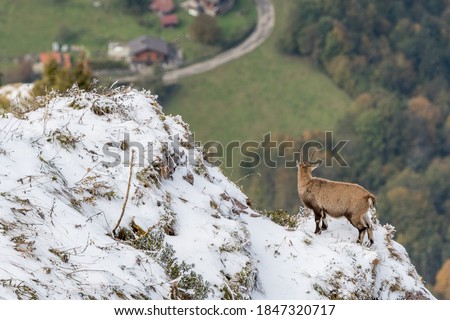 young ibex at a steep ridge in Chablais Valaisan Royalty-Free Stock Photo #1847320717