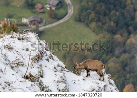 young ibex at a steep ridge in Chablais Valaisan Royalty-Free Stock Photo #1847320720