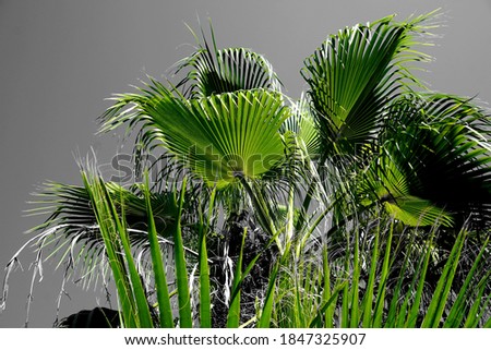 exotic green palm tree leaves
