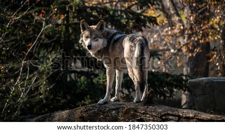 A Wolf on the Ridge