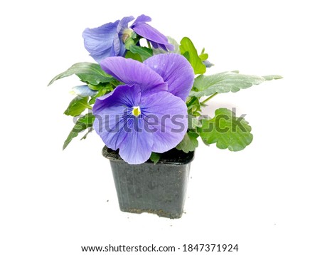 Violet  pansy flowers plant isolated on white background