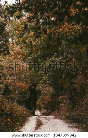Path between forest trees in autumn