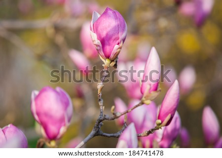 Spring magnolia tree flowers