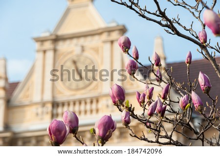 Magnolia tree flower with a building on background