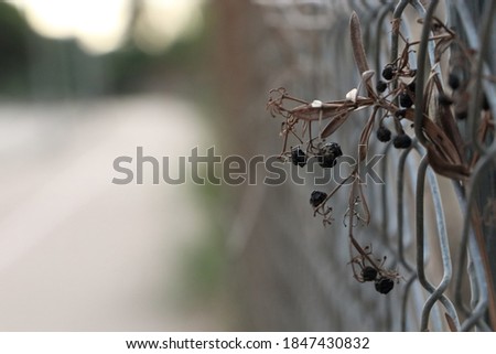 Peaceful, quiet and melancholic angle picture of a metal fence and old shrivelled black berries of twine hanging through 