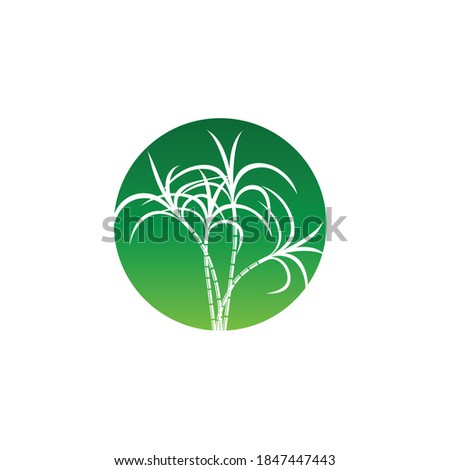 Sugarcane logo and symbol vector