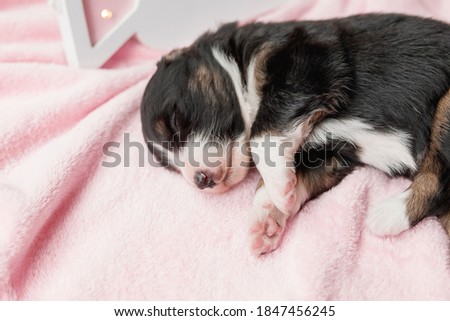 Newborn puppy. Australian Shepherd Puppy. 