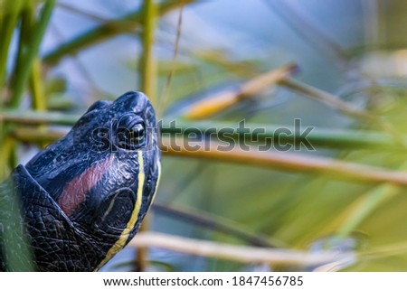 Head of water turtle basking in grass.