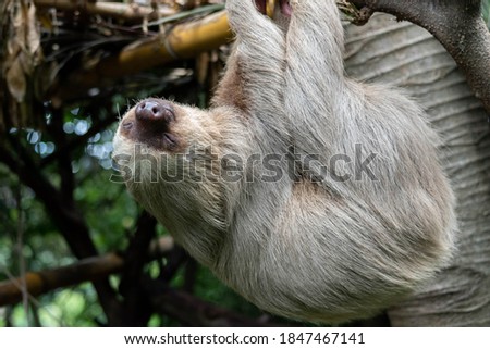 Wild sloth sleeping in the forest