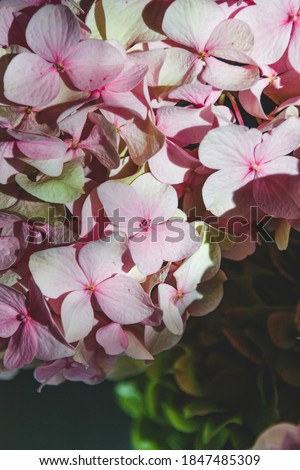 pink green flowers of Hydrangea