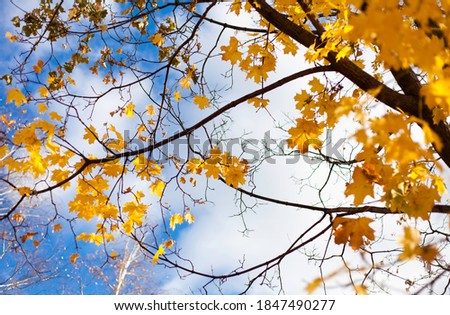 Autumn maple leaves against the blue sky, yellow autumn foliage in front of the may sky. Bright yellow leaves in the fall season.
