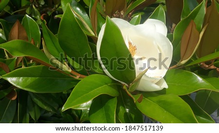 flower magnolia beauty nature contemplation beautiful wonderful delicate fragrant
