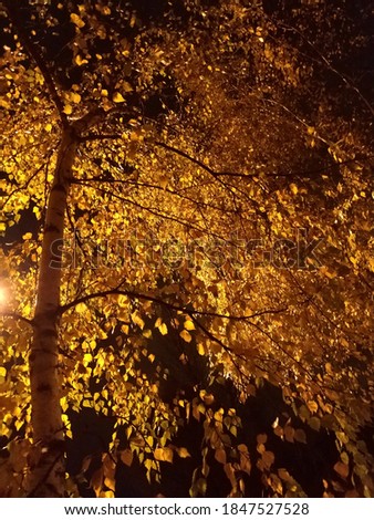 
Autumn  yellow birch tree leaves on a black night background illuminated by a lantern