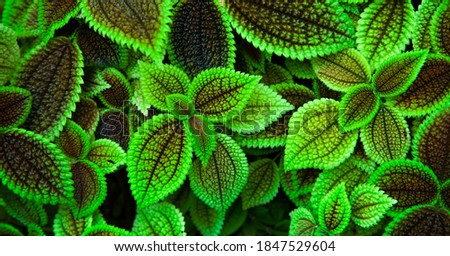 Green fresh leaves natural abstract wallpaper, cosmic trippy  unusual mint plants