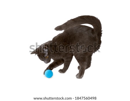 grey kitten is playing with a blue ball