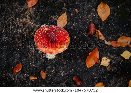 Fly agaric mushroom in autumn forest. Fall season background. Dry leaves. Copy space. Amanita or toadstool on black ground. Bohemian Switzerland national park, Hrensko, Czech Republic.