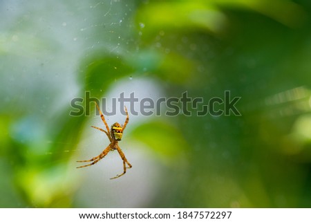 Nest of spiders and spider over green bokeh background